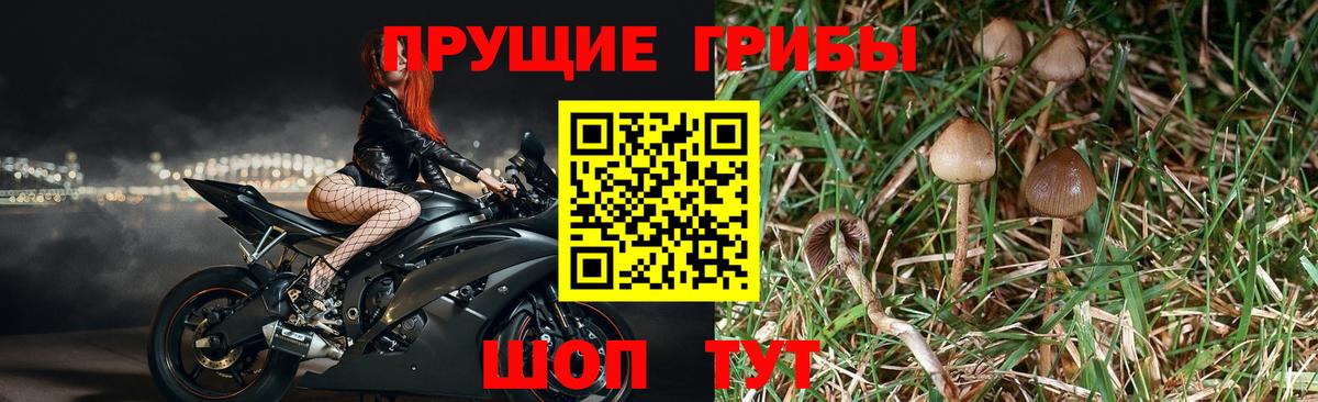 Псилоцибиновые грибы Cubensis  купить наркоту  Псилоцибиновые грибы ЛСД  Дербент  Вход с VPN 